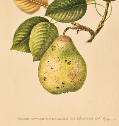 Botanical Study of Fruits and Nuts by Duhamel du Monceau early 19th century