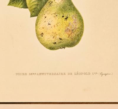 Botanical Study of Fruits and Nuts by Duhamel du Monceau early 19th century