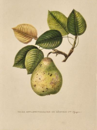 Botanical Study of Fruits and Nuts by Duhamel du Monceau early 19th century