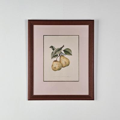 Botanical Study of Fruits and Nuts by Duhamel du Monceau early 19th century