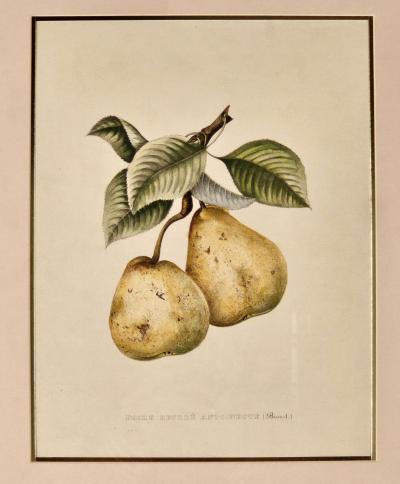 Botanical Study of Fruits and Nuts by Duhamel du Monceau early 19th century
