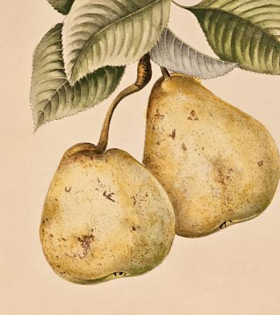 Botanical Study of Fruits and Nuts by Duhamel du Monceau early 19th century