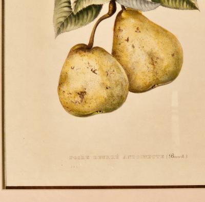 Botanical Study of Fruits and Nuts by Duhamel du Monceau early 19th century