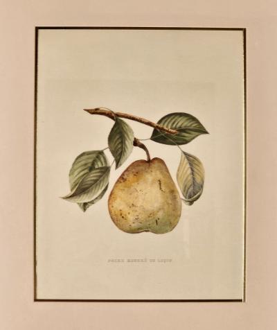 Botanical Study of Fruits and Nuts by Duhamel du Monceau early 19th century