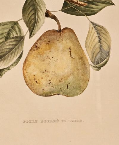 Botanical Study of Fruits and Nuts by Duhamel du Monceau early 19th century