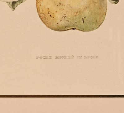 Botanical Study of Fruits and Nuts by Duhamel du Monceau early 19th century