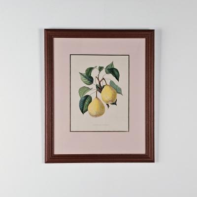 Botanical Study of Fruits and Nuts by Duhamel du Monceau early 19th century