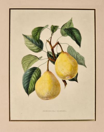 Botanical Study of Fruits and Nuts by Duhamel du Monceau early 19th century