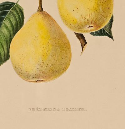 Botanical Study of Fruits and Nuts by Duhamel du Monceau early 19th century