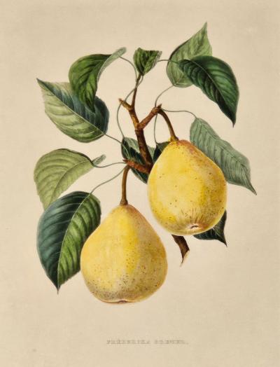 Botanical Study of Fruits and Nuts by Duhamel du Monceau early 19th century