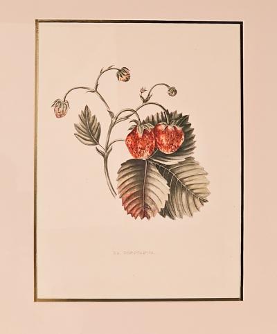 Botanical Study of Fruits and Nuts by Duhamel du Monceau early 19th century