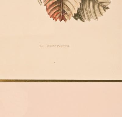 Botanical Study of Fruits and Nuts by Duhamel du Monceau early 19th century