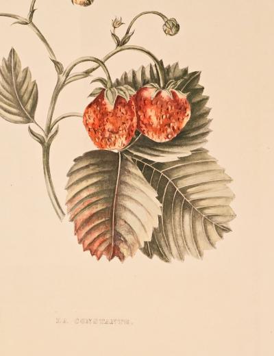 Botanical Study of Fruits and Nuts by Duhamel du Monceau early 19th century