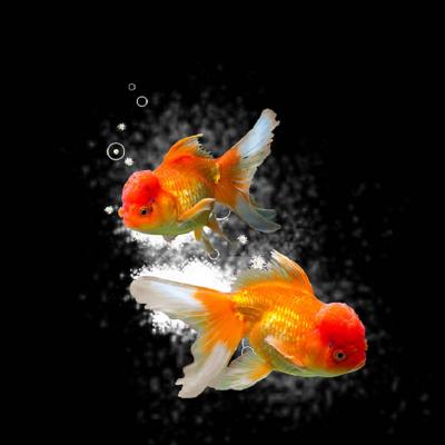 Brett Design GOLDFISH BURST BLOWN UP