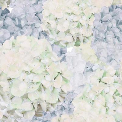 Brett Design HYDRANGEA