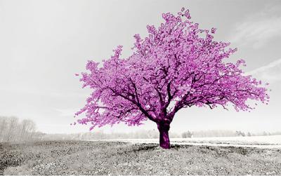 Brett Design Park City Tree in a Field