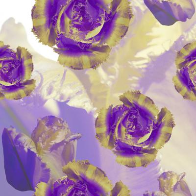 Brett Design TIGER CLOUD TULIP