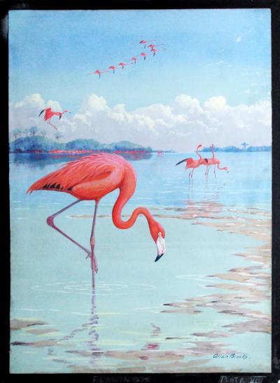 Allan Brooks Flamingo Plate VIII