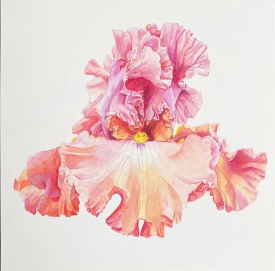 Bryan McCullough Iris 1