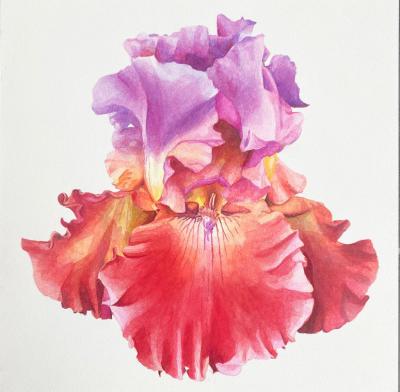 Bryan McCullough Iris 2