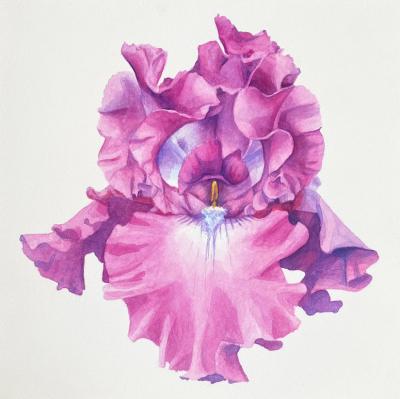 Bryan McCullough Iris 4