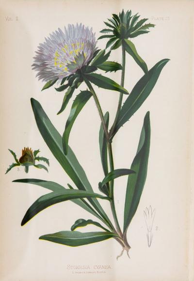 Bue Star Stokesia Botanical Print on Paper USA Early 20th C 