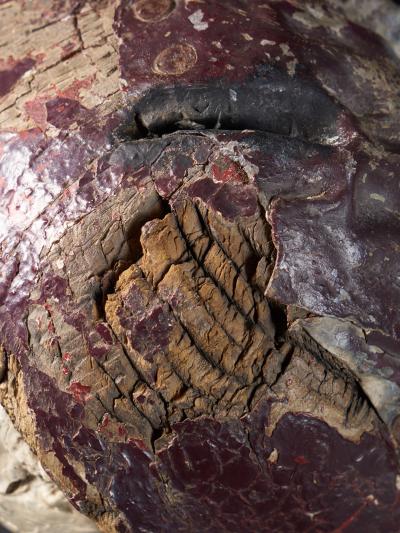 Butchers Exterior Shop Sign of a Steer Head