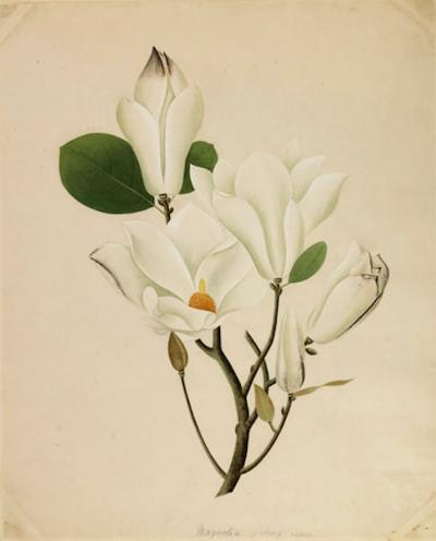 COMPANY SCHOOL CHINESE SCHOOL ALBUM DRAWINGS OF FLOWERS 