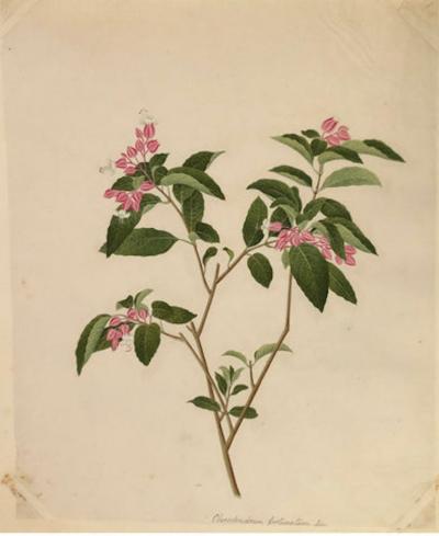 COMPANY SCHOOL CHINESE SCHOOL ALBUM DRAWINGS OF FLOWERS 