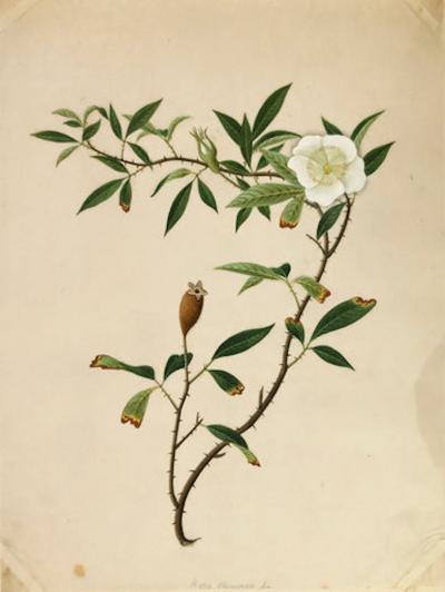 COMPANY SCHOOL CHINESE SCHOOL ALBUM DRAWINGS OF FLOWERS 