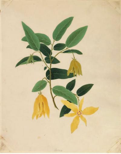 COMPANY SCHOOL CHINESE SCHOOL ALBUM DRAWINGS OF FLOWERS 