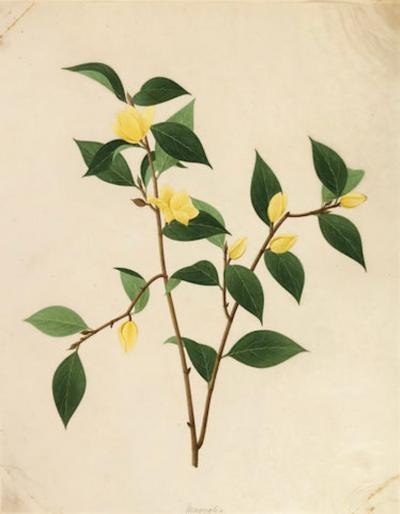 COMPANY SCHOOL CHINESE SCHOOL ALBUM DRAWINGS OF FLOWERS 