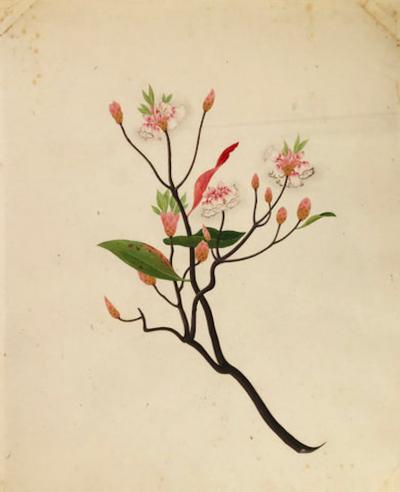 COMPANY SCHOOL CHINESE SCHOOL ALBUM DRAWINGS OF FLOWERS 