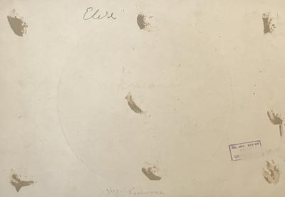 Carl Ivanovitch Kollmann Cottage 