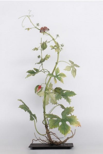 Carmen Almon Balsam Apple with Menippe 2025