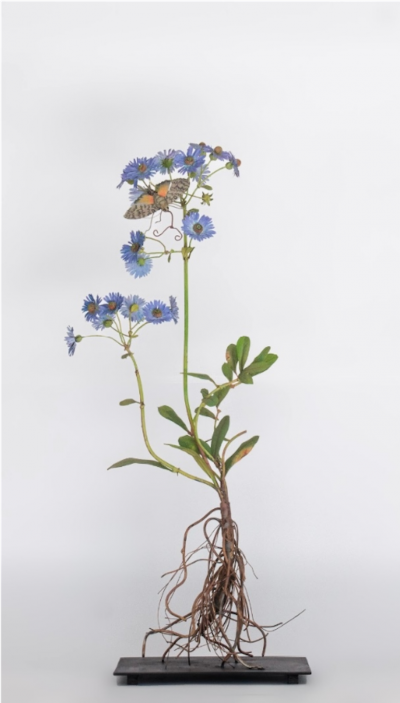 Carmen Almon China Aster with Giant Sphinx Moth 2025