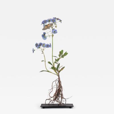 Carmen Almon China Aster with Giant Sphinx Moth 2025