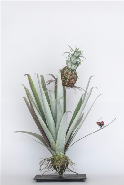 Carmen Almon Pineapple with Bibles Hyperia 2025