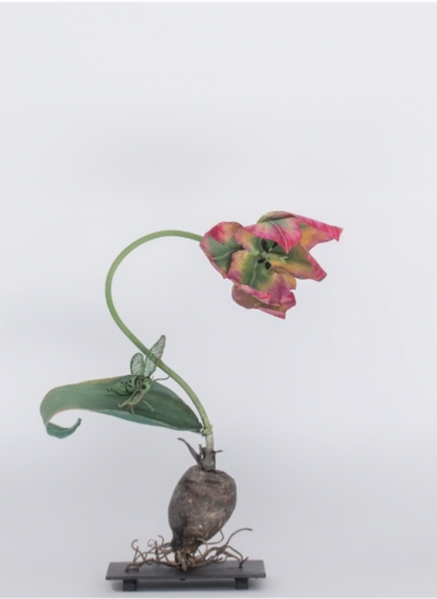 Carmen Almon Pink Yellow and Green Tulip with Cicada 2025