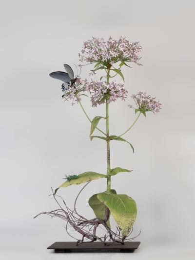 Carmen Almon Valerian with Spice Bush Swallowtail