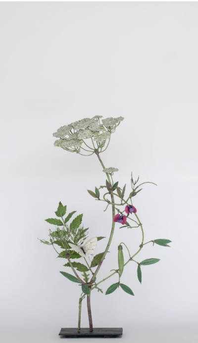 Carmen Almon Wild Carrot with Morpho Butterfly 2025