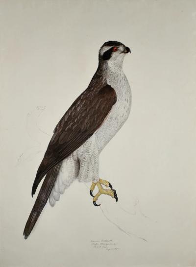 Carroll Sargent Tyson Jr CARROLL SARGENT TYSON 1877 1956 AMERICAN GOSHAWK