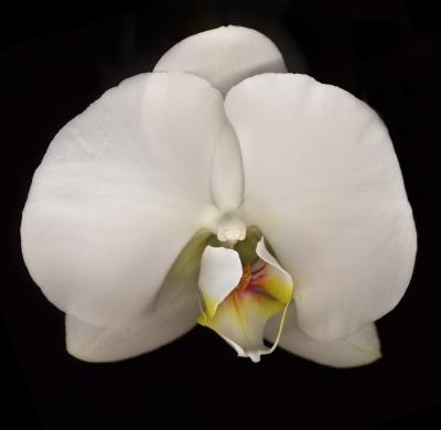 Chad Kleitsch Flower 44 Black Series 