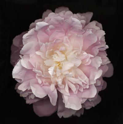 Chad Kleitsch Flower 47 Black Series 