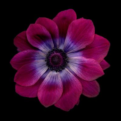 Chad Kleitsch Flower 61 Black Series 