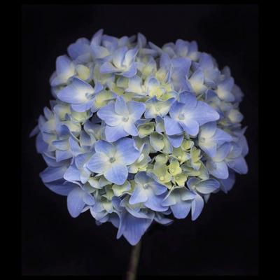 Chad Kleitsch Flower 66 Black Series 