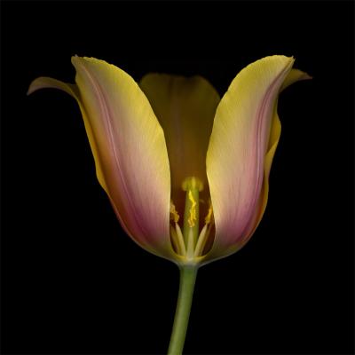 Chad Kleitsch Flower 68 Black Series 