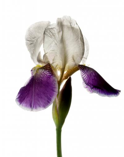 Chad Kleitsch Untitled 102