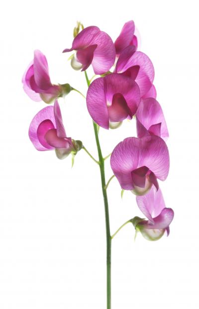 Chad Kleitsch Untitled 114