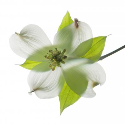 Chad Kleitsch Untitled 121